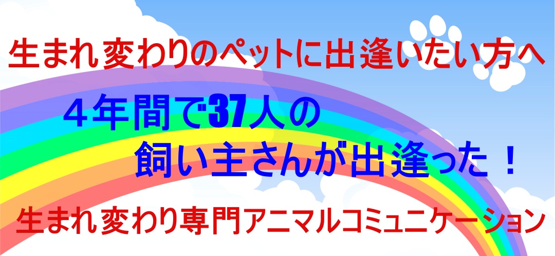 猫の生まれ変わりのサイン ペットの生まれ変わりに逢いたいならドッグチビ